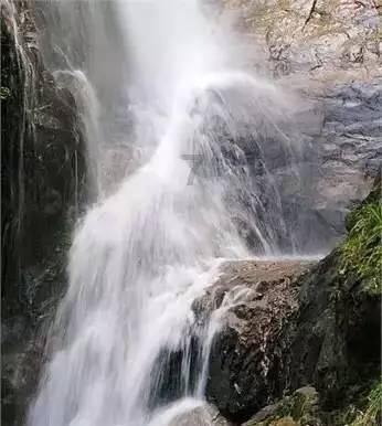 漂亮鹦鹉救援